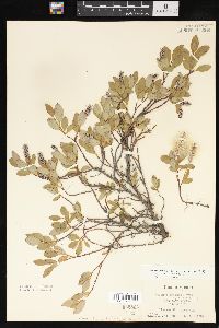 Salix arctica image