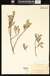 Salix arctica image