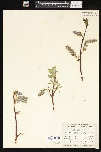 Salix arctica image