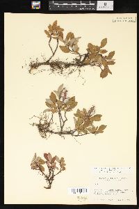 Salix arctica image