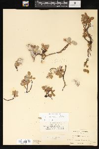 Salix arctica image