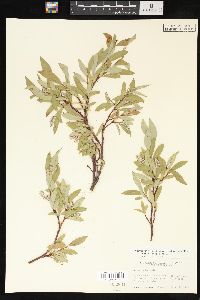 Salix arctica image