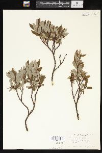 Salix argyrocarpa image