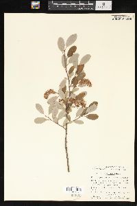 Salix athabascensis image