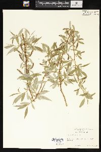 Salix babylonica image