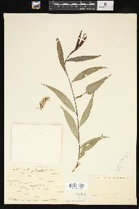 Salix babylonica image