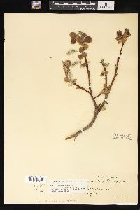 Salix barclayi image