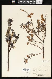 Salix barclayi image