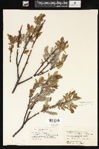 Salix barclayi image