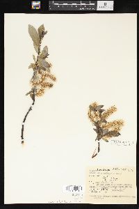 Salix barclayi image