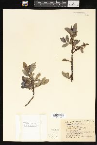 Salix barclayi image