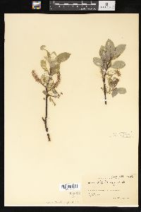 Salix barclayi image