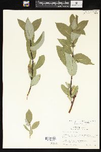 Salix barclayi image