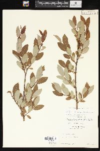 Salix barclayi image