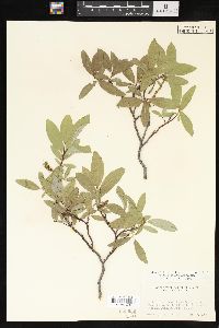 Salix barclayi image