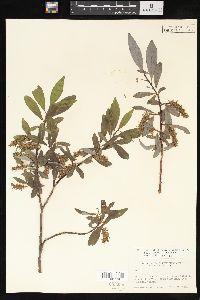 Salix barclayi image
