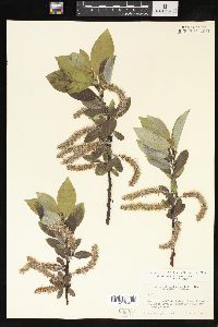 Salix barclayi image