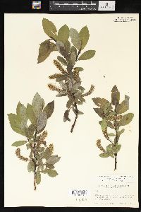 Salix barclayi image