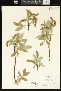 Salix barclayi image