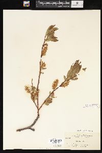 Salix barclayi image