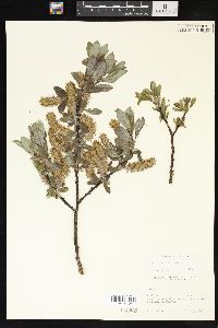 Salix barclayi image