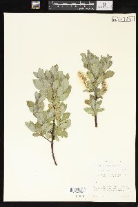 Salix barclayi image