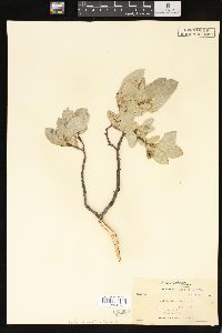 Salix barrattiana image