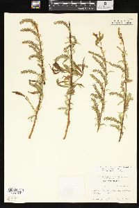 Salix x pendulina image