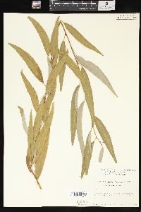 Salix x pendulina image