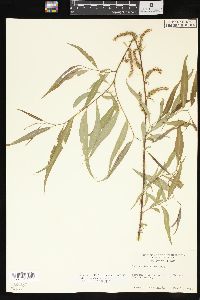 Salix x pendulina image