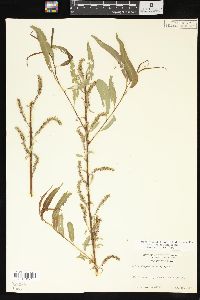 Salix x pendulina image