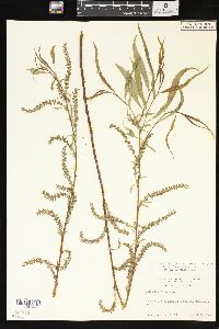 Salix x pendulina image
