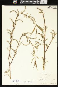 Salix x pendulina image