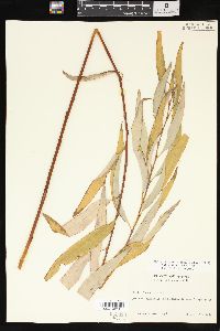 Salix x pendulina image