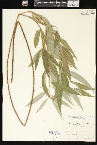 Salix x pendulina image