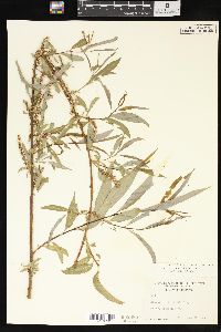 Salix x pendulina image