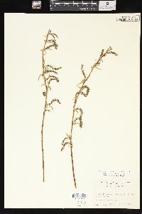 Salix x pendulina image