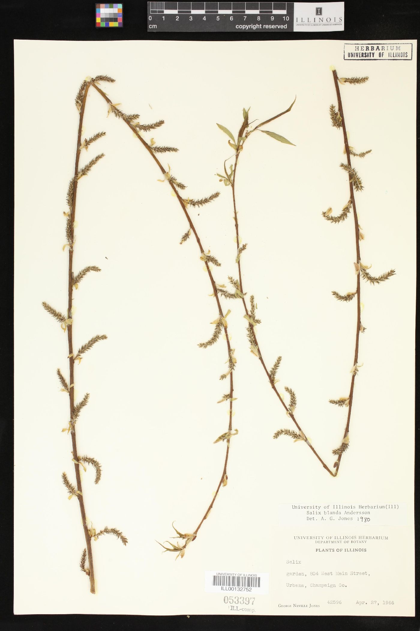 Salix x pendulina image