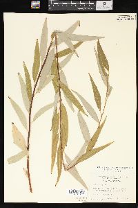 Salix x pendulina image