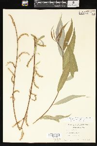 Salix x pendulina image