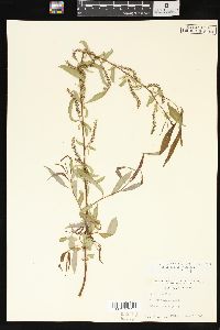 Salix x pendulina image