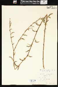Salix x pendulina image