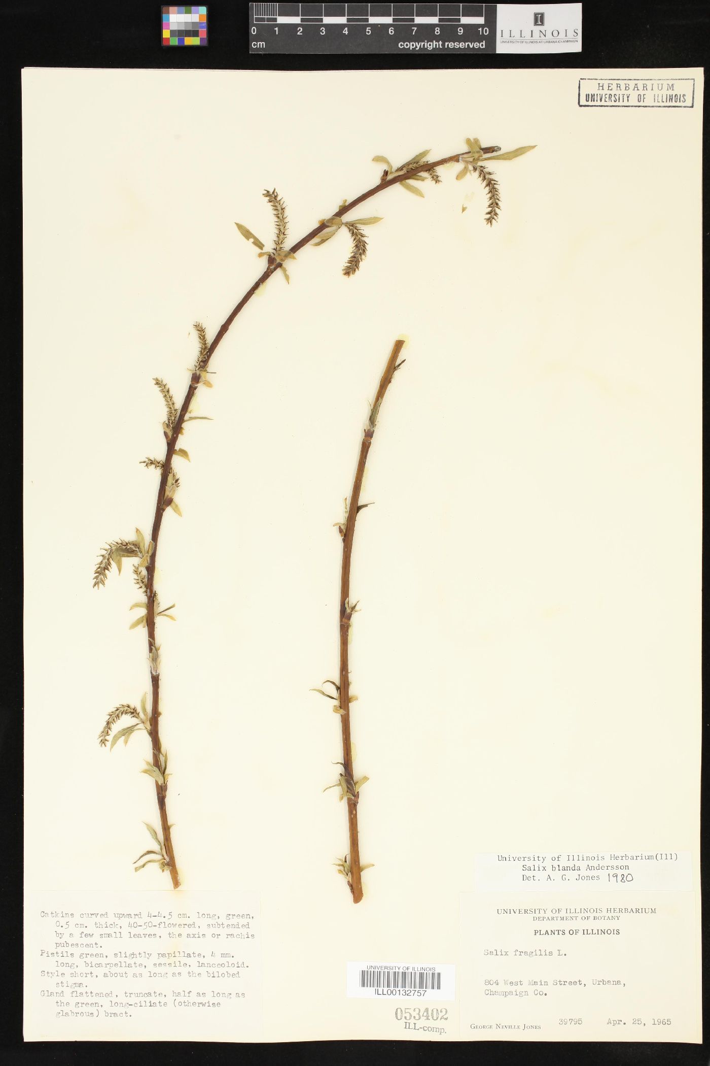 Salix x pendulina image