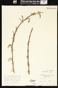 Salix x pendulina image
