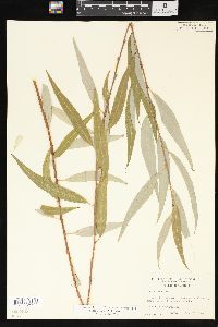 Salix x pendulina image