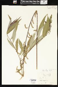 Salix x pendulina image