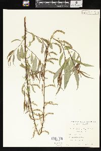 Salix x pendulina image