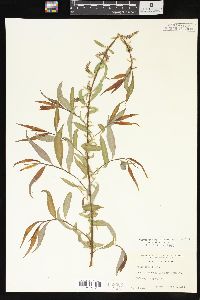 Salix x pendulina image