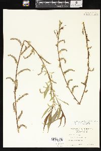 Salix x pendulina image