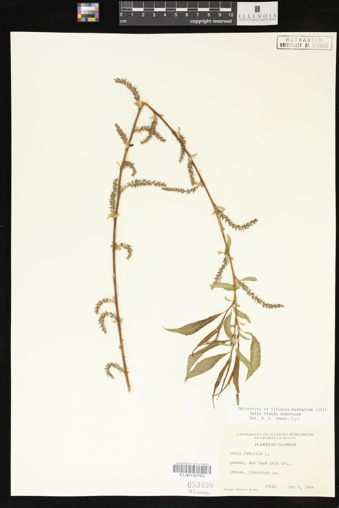 Salix x pendulina image
